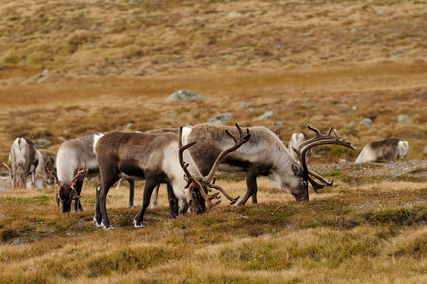 _DOR2862-1.jpg
