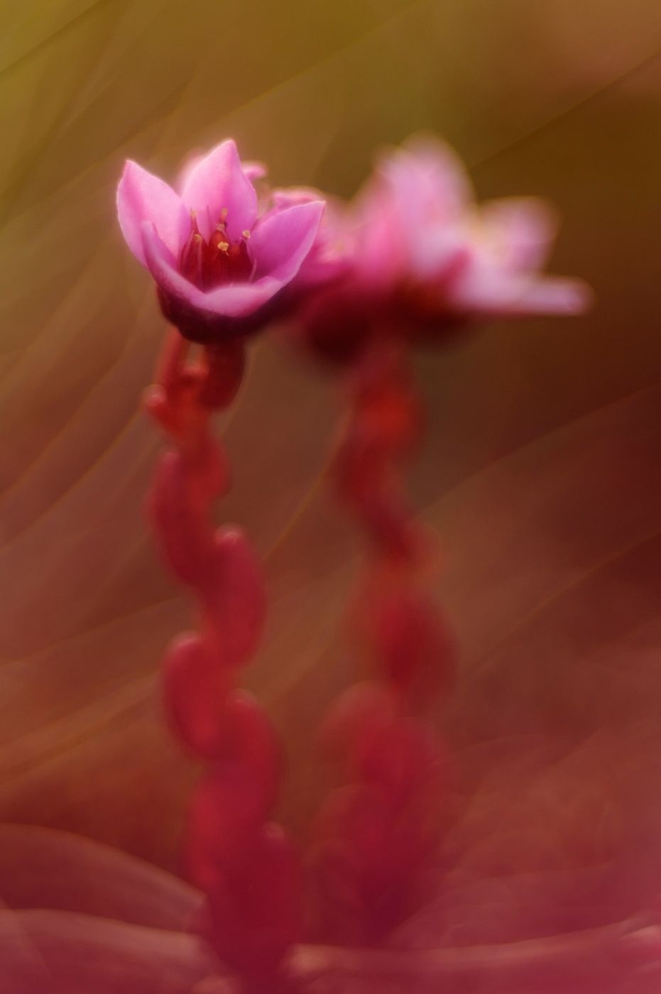 19_DOR5920-1.jpg-en